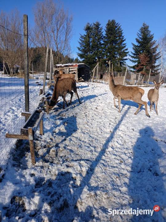 Sprzedam Jelenie karpackie Nowy Sącz