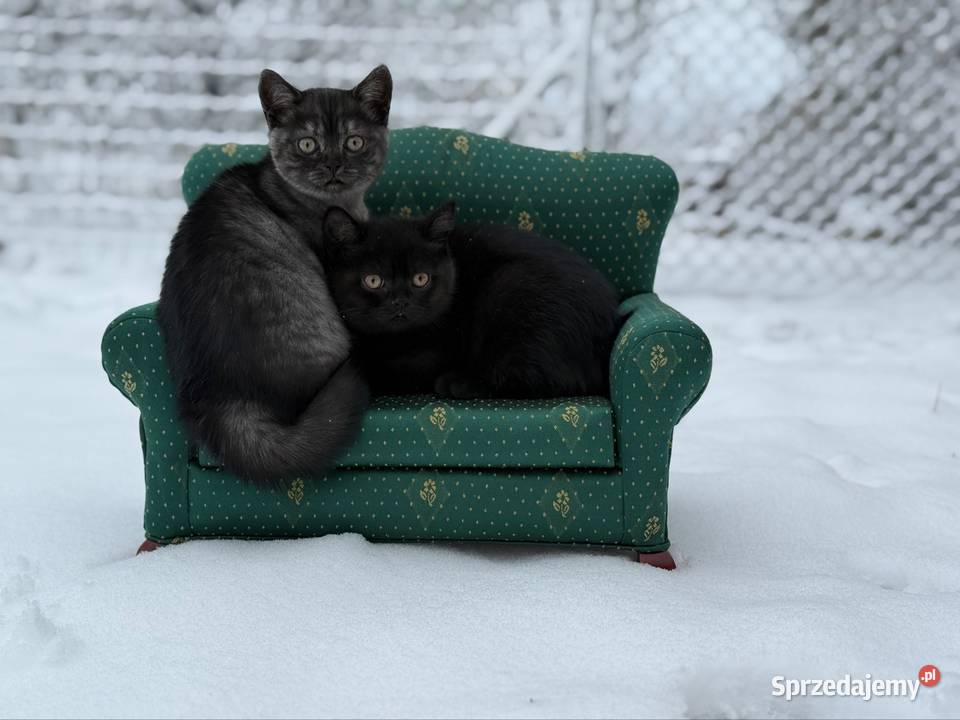 Brytyjskie koty czarnoniebieskie Grochowa