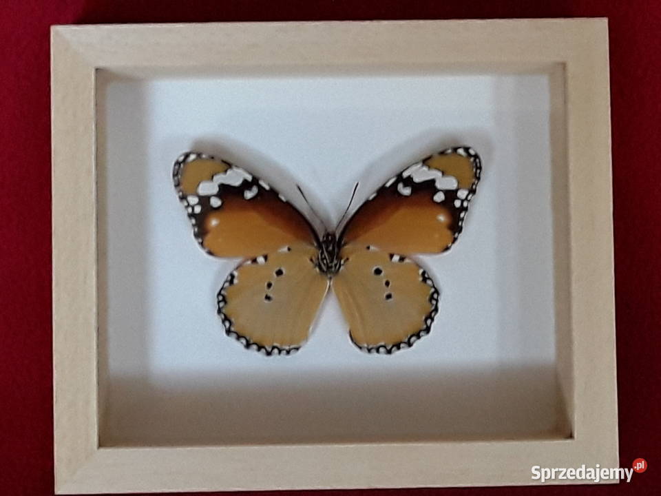 Motyl w ramce 12x10 Danaus chrysippus 70 mm Szczecin