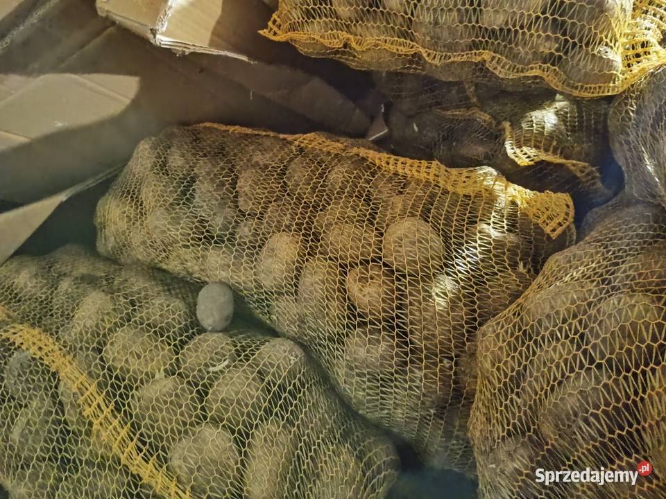 Riviera ziemniaki świerze