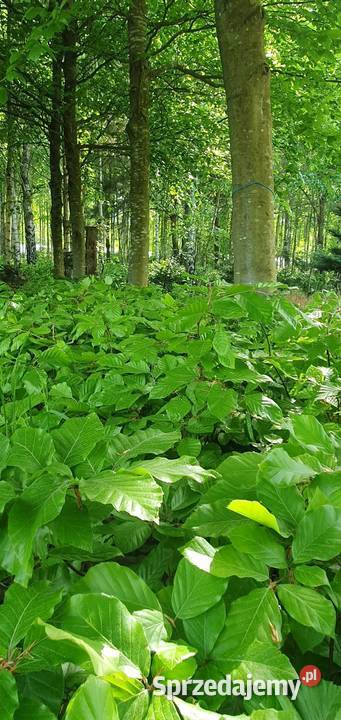Buk pospolity fagus sylvatica duże sadzonki na Wisznice sprzedam