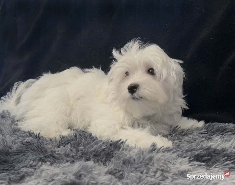 Maltańczyk dostępny piesek łódzkie Łódź