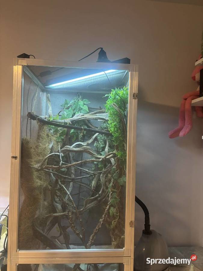 kameleon jemeński z terrarium i wsyztsko co Zamość