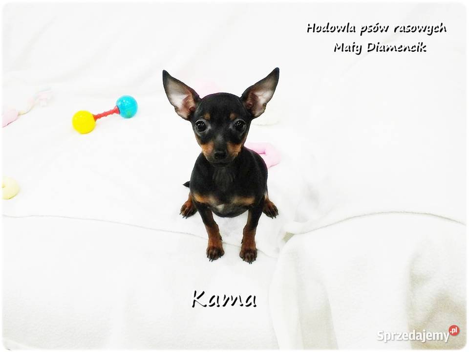 Pinczer miniaturowy Ratlerek Suczka KAMA z Żary