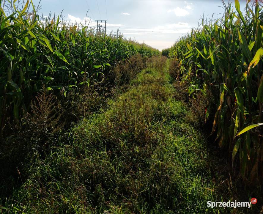 Kukurydza na pniu Emilianów sprzedam