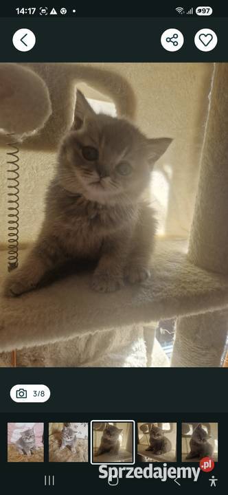 Brytyjskie Koty Szamotuły