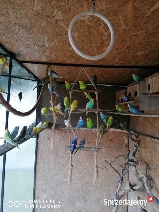 Papugi faliste Ptaki Poniatowa