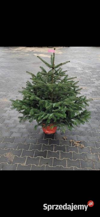 jodła kaukaska rosnąca w donicy kopana cięta60 Pozostałe Grójec