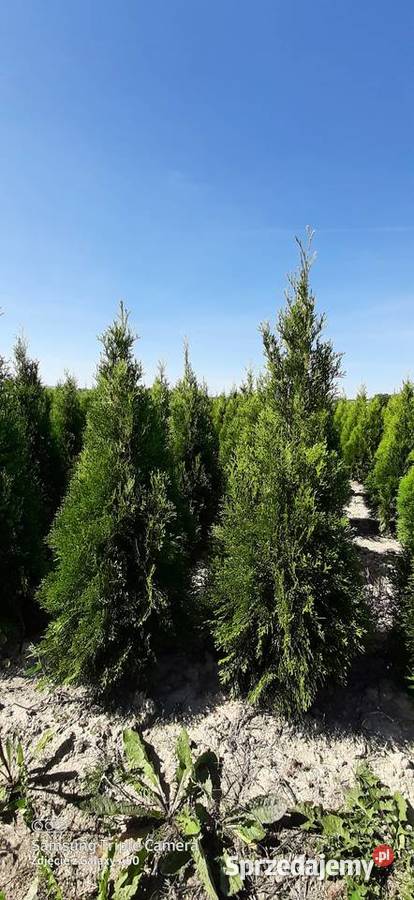 Tuja szmaragd 110120 2022 Producent Bychawa