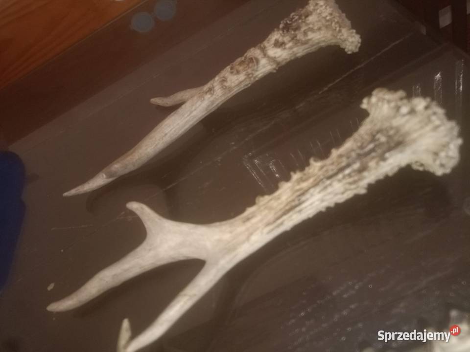 Poroża Jelonek Antyki, Sztuka, Kolekcje Zamość