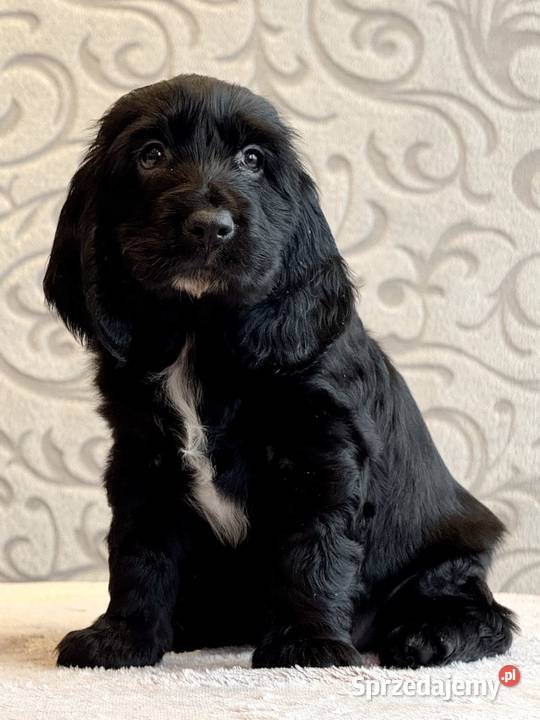 Field spaniel Pozostałe Kraków