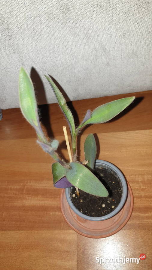 Setkrezja purpurowatrzykrotka wys 29 mazowieckie Warszawa sprzedam