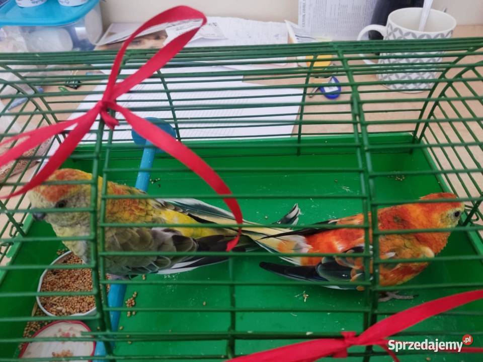 papugi świergotki papuga świergotka na sprzedaż sprzedam