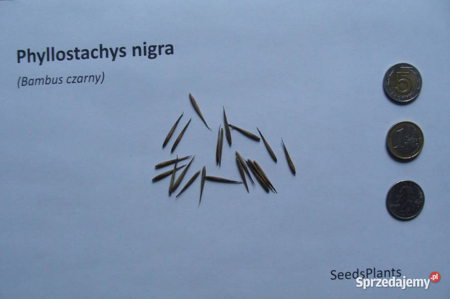 BAMBUS CZARNY Phyllostachys nigra NASIONA 500 kujawsko-pomorskie Lubanie