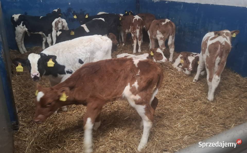 Cielaki 5080 mleko Andrzejewo