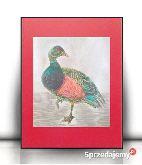 ptaszek obrazek do domu vintage plakat z warmińsko-mazurskie Olsztyn