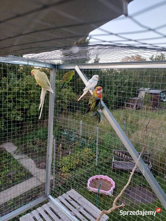 Rozella białolica Sulechów