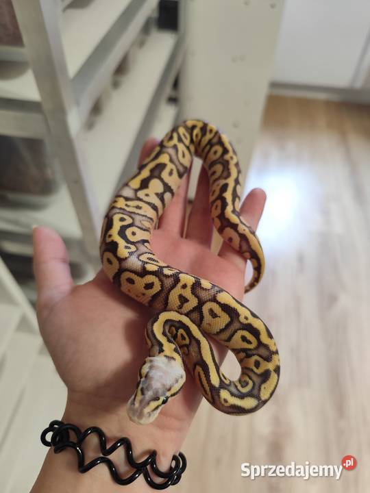 Pytony Królewskie tegoroczne maluchy Pruszków