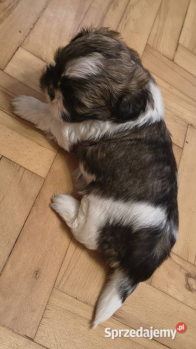 Szczenięta shih tzu z rodowodem mazowieckie Zwoleń