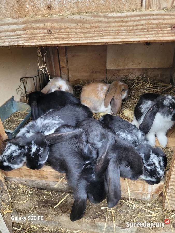 Barany francuskie Żłobizna