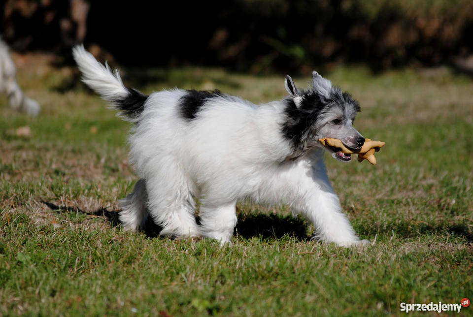 pieski grzywacz chiński owłosione PP rodowód FCI Psy Łowicz