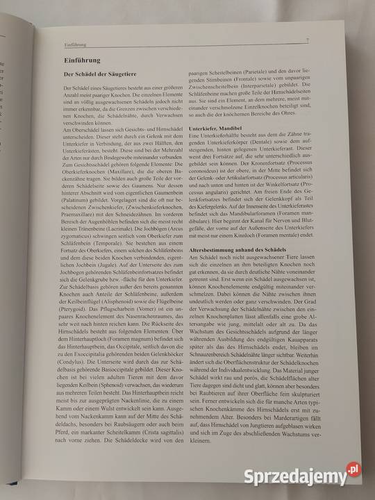 MITTEL und GROSSSUGER biologia, ekologia Hajnówka