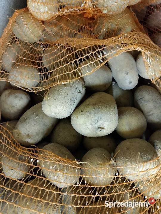 Ziemniaki Otolia Tarnów
