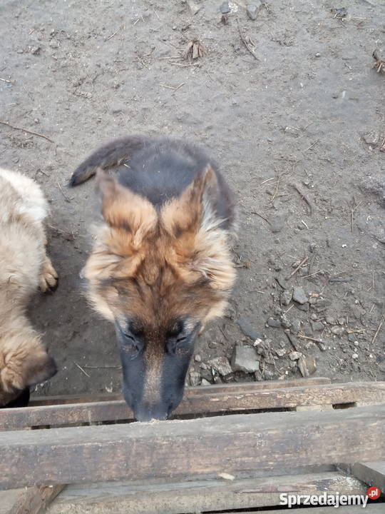 Owczarki niemieckie dlugowlose wilczaste Chmielnik