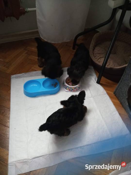Oddam w ręce szczeniaki 2 suczki lubelskie Lublin sprzedam