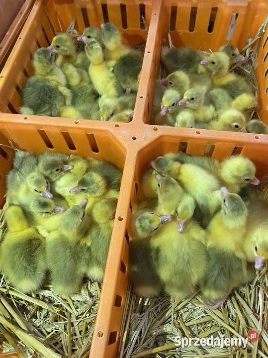 Pisklaki kury brojler Rosa Brązowa Blue Września sprzedam