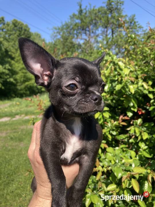 Chihuahua szczeniak świętokrzyskie Raczyce sprzedam