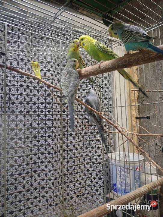 Papugi Faliste młode Ptaki Częstochowa
