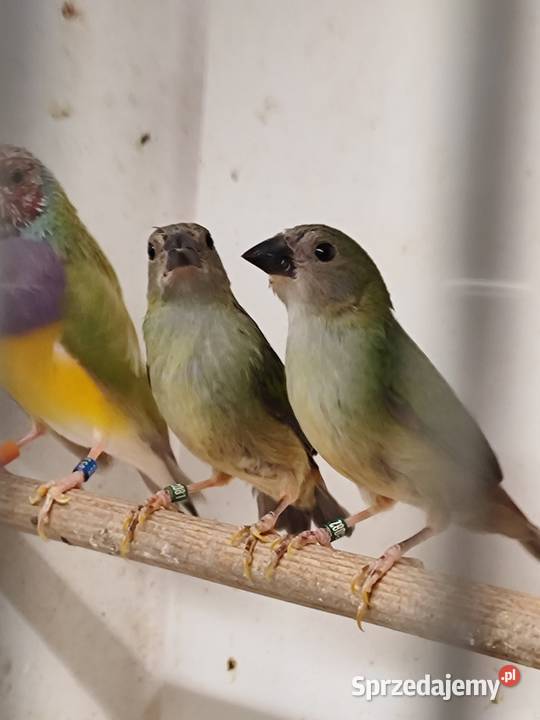 Papuzik Forbesa samicaAstryld Astryldy Myślenice