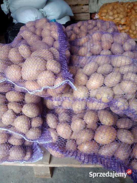 sprzedam workowane ziemniaki Żychlin