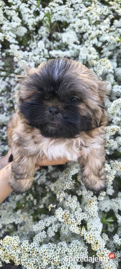 Szczeniak shihtzu Twardocice