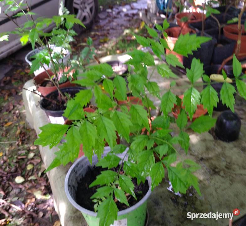 Milin ceglasty x2 świetny Przemyśl