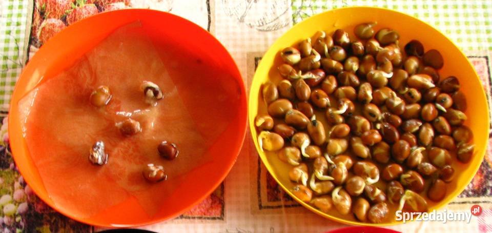 Bobik nasiona Kujawy