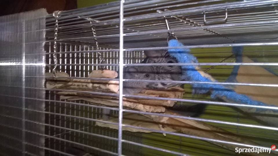 Szynszyl standard samiec Milanówek