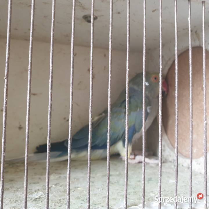 Aleksandretta obrożna g o dolnośląskie Wrocław