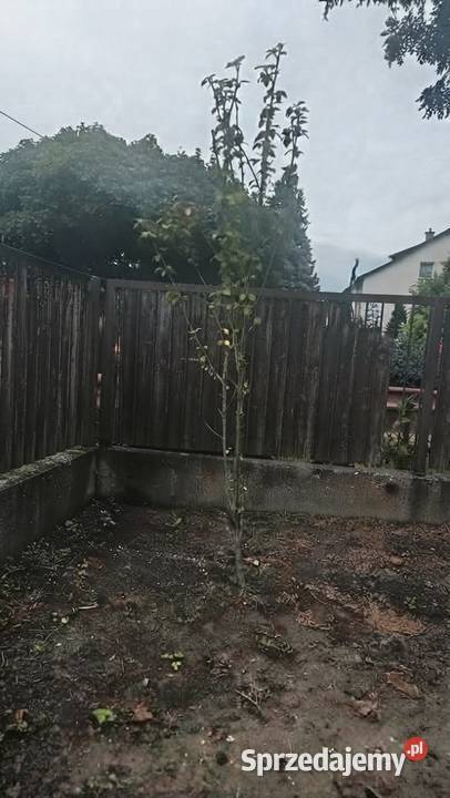 ketmia syryjska drzewko Liściaste Rośliny Puławy