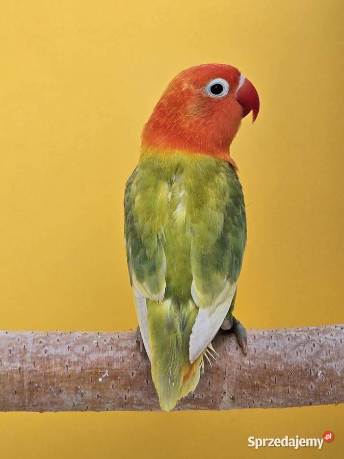 Nierozłączki Fischer młode do oswojenia I Łódź