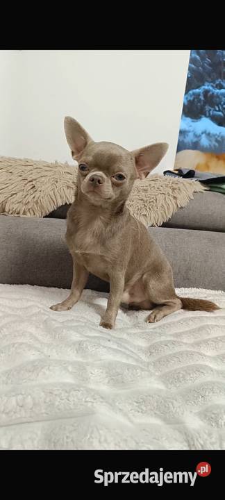 Pies Chihuahua liliowy badania DNA zdrowy 2 lata Bełchatów