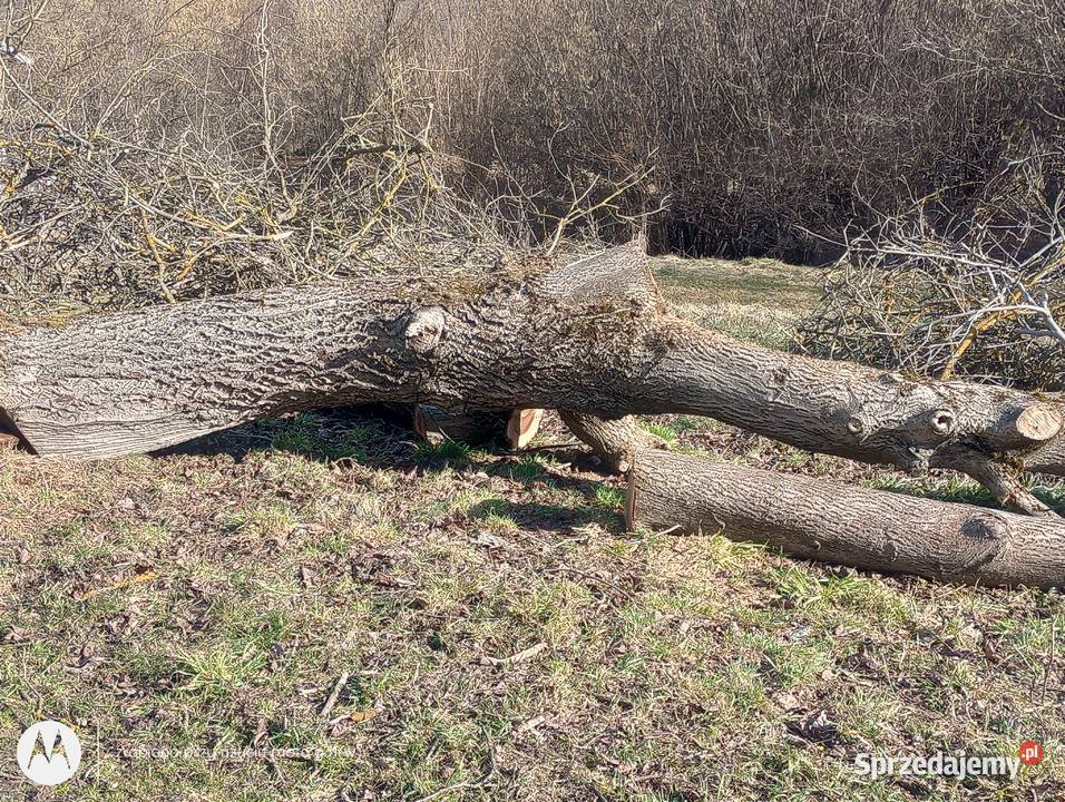 orzech włoski Szufnarowa