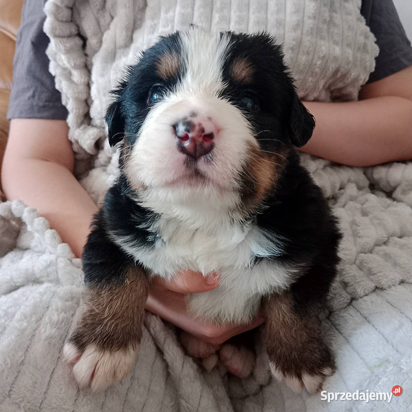 Berneński Pies Pasterski miot z odrobiną magii wielkopolskie Gostyń sprzedam