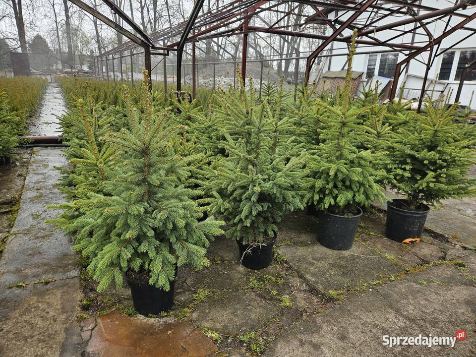 Świerk Srebrny serbski czarny biały IGLAKI Rośliny Proszowice