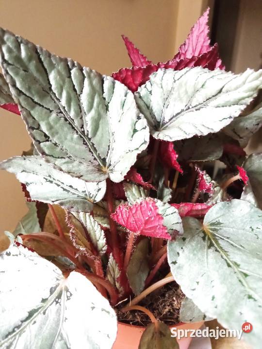 Begonie moje begonie Białystok