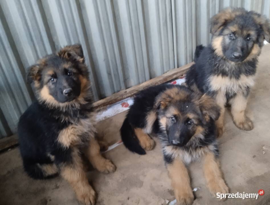 Owczarek niemiecki długowłosy Osieczna sprzedam