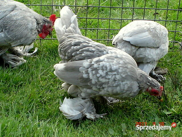 drób ozdobny Dąbrowa Górnicza sprzedam
