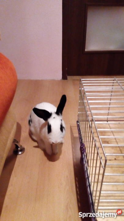 Królik miniaturka klatka Płock