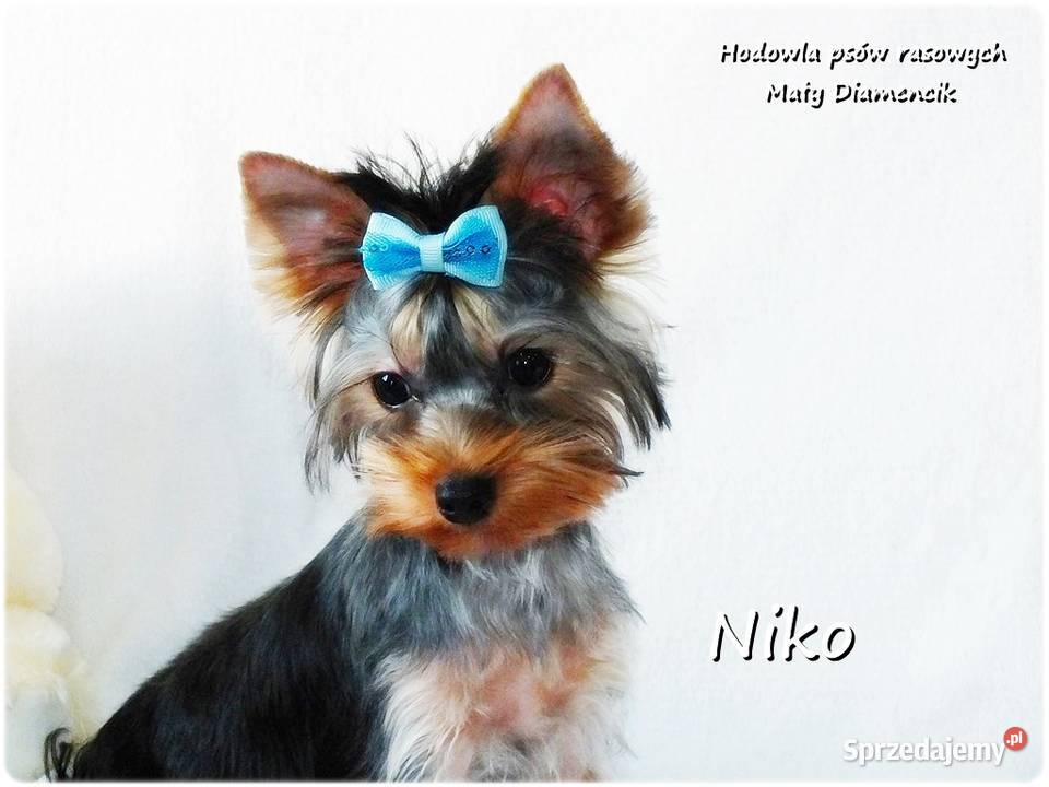 York Yorkshire Terrier Malutki Mini XS Piesek lubuskie Żary